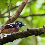 Visayan Broadbill / Sarcophanops samarensis