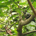 Heart-spotted Woodpecker / Hemicircus canente