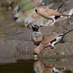 Pictorella Mannikin / Heteromunia pectoralis