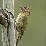 Streak-throated Woodpecker / Picus xanthopygaeus