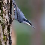 Giant Nuthatch / Sitta magna