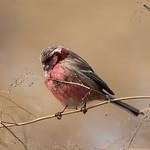 Carpodacus lepidus