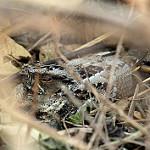Сулавесский козодой / Caprimulgus celebensis