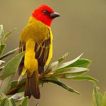 Red-hooded Tanager / Piranga rubriceps