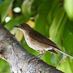 Темноклювый дрозд / Turdus hauxwelli