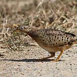 Yellow-legged Buttonquail / Turnix tanki