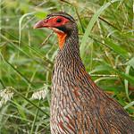 Grey-breasted Spurfowl / Pternistis rufopictus