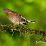 Pale-vented Thrush / Turdus obsoletus