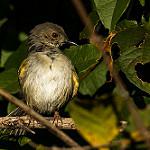 Короткохвостая терновница / Camaroptera brevicaudata