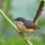 Ashy Prinia / Prinia socialis