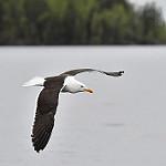 Клуша / Larus fuscus