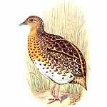 Fynbos Buttonquail / Turnix hottentottus