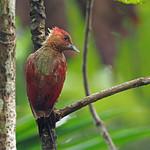 Banded Woodpecker / Chrysophlegma miniaceum