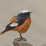 Güldenstädt's Redstart / Phoenicurus erythrogastrus