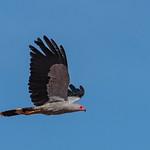 Madagascar Harrier-Hawk / Polyboroides radiatus