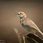 Боранская цистикола / Cisticola bodessa