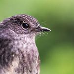 North Island Robin / Petroica longipes