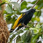 Ecuadorian Cacique / Cacicus sclateri