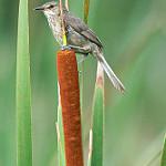 Madagascar Swamp Warbler / Acrocephalus newtoni