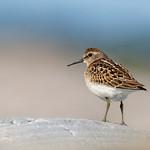 Песочник-крошка / Calidris minutilla