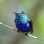 Violet-bellied Hummingbird / Chlorestes julie