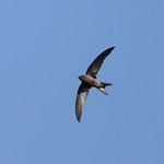 Plain Swift / Apus unicolor