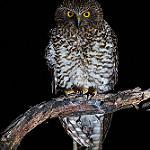 Гигантская иглоногая сова / Ninox strenua