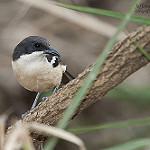 Бубу-флейтист / Laniarius ferrugineus