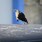 Greater Antillean Grackle / Quiscalus niger