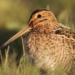 Южноамериканский бекас / Gallinago paraguaiae