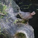 Elachuridae фото