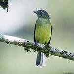 Red-billed Tyrannulet / Zimmerius cinereicapilla