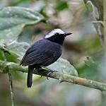 Белобровая муравьеловка / Myrmoborus leucophrys