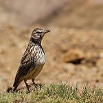 Лесотский конёк / Anthus hoeschi