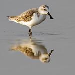 Spoon-billed Sandpiper / Calidris pygmaea