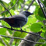 New Caledonian Cuckooshrike / Edolisoma anale