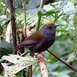Wrenthrush / Zeledonia coronata