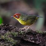 Chestnut-headed Tesia / Cettia castaneocoronata