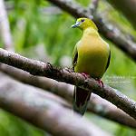 Pin-tailed Green Pigeon / Treron apicauda