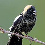 Боболинк / Dolichonyx oryzivorus