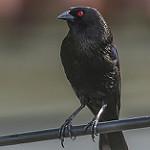 Красноглазый трупиал / Molothrus aeneus