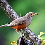 Рыжебрюхий дрозд / Turdus rufiventris