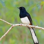 Андаманский шама / Copsychus albiventris