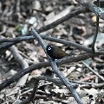 Bare-eyed Antbird / Rhegmatorhina gymnops