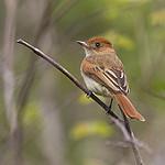 Ash-throated Casiornis / Casiornis fuscus