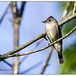 Yellow-bellied Flycatcher / Empidonax flaviventris