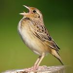 Grasshopper Sparrow / Ammodramus savannarum
