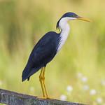 Сорочья цапля / Egretta picata