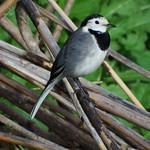Трясогузковые / Motacillidae фото