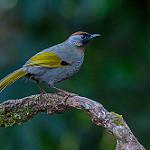 Silver-eared Laughingthrush / Trochalopteron melanostigma